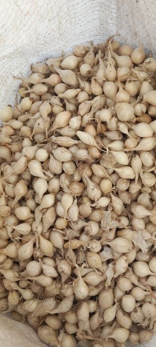 Лук севок тыконка штутгорт дельфин синии белый жолтый