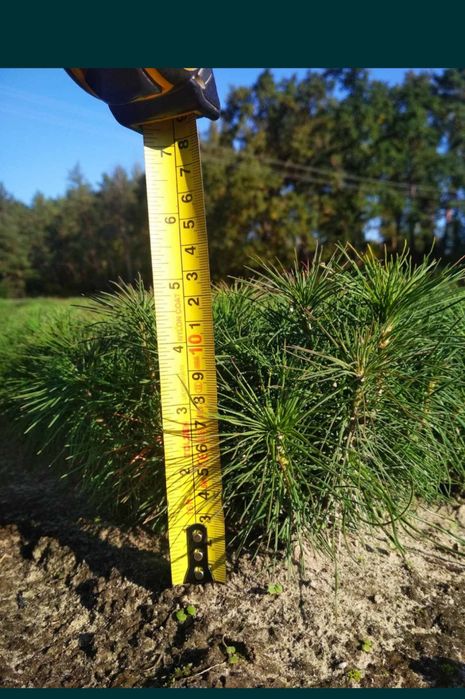 Сіянці сосни кримської, звичайної, модрини й дуба з відкритого ґрунту