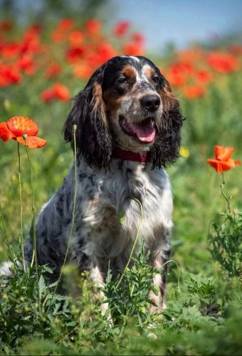 Російський Мисливський Спаніель