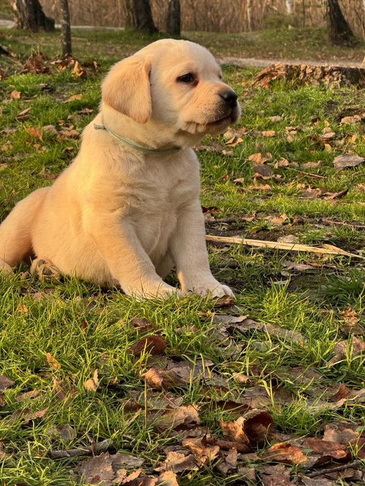 Наші цуценята лабрадори FCI