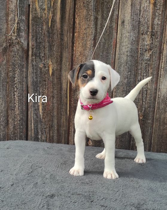 Parson Russell Terrier