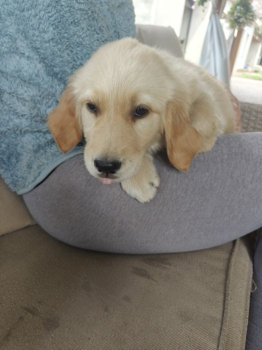 Golden Retriever rezerwacja