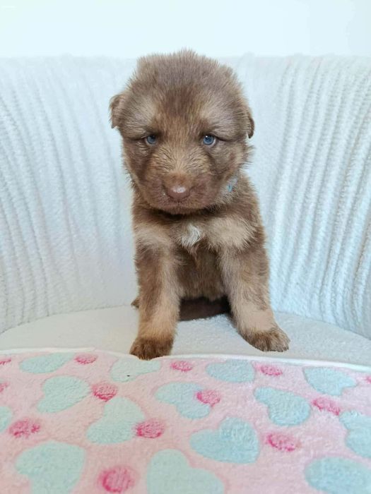 Owczarek Niemiecki Czekoladowy