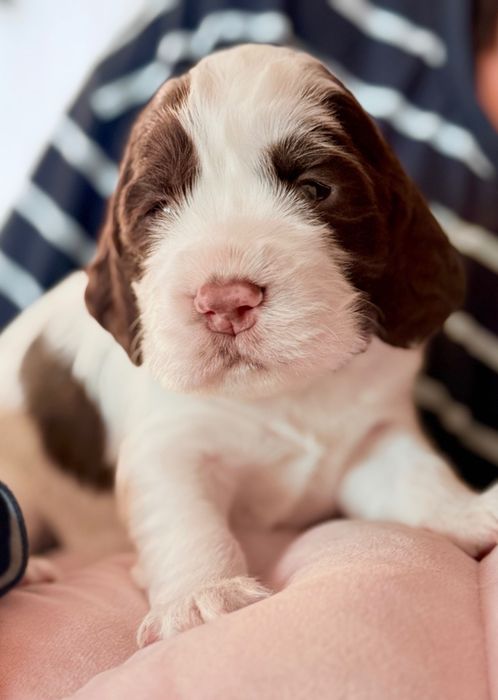 Suczka rasy Springer Spaniel Angielski ZKwP FCI