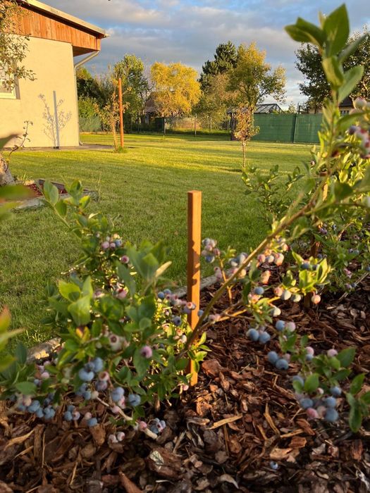 Kupujesz dziś, GRILLUJESZ jutro - Działka ROD Lębork Mosty - View 4