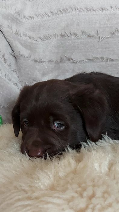 Labrador czekoladowy