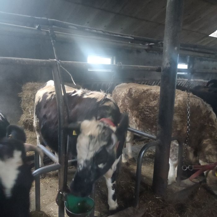 Jałówki cielne mięsne