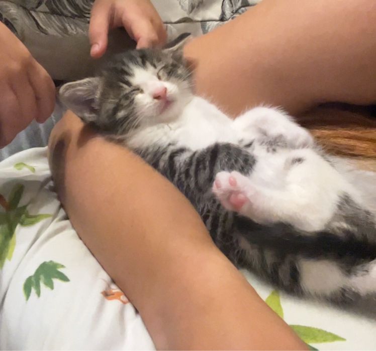 Котенок, тигровый мальчик в добрые руки