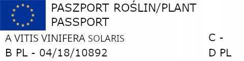 WINOROŚL SOLARIS Vitis - sadzonki w doniczkach