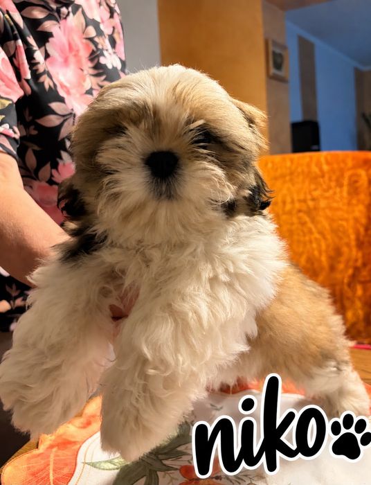Szczeniak Shih tzu samczyk