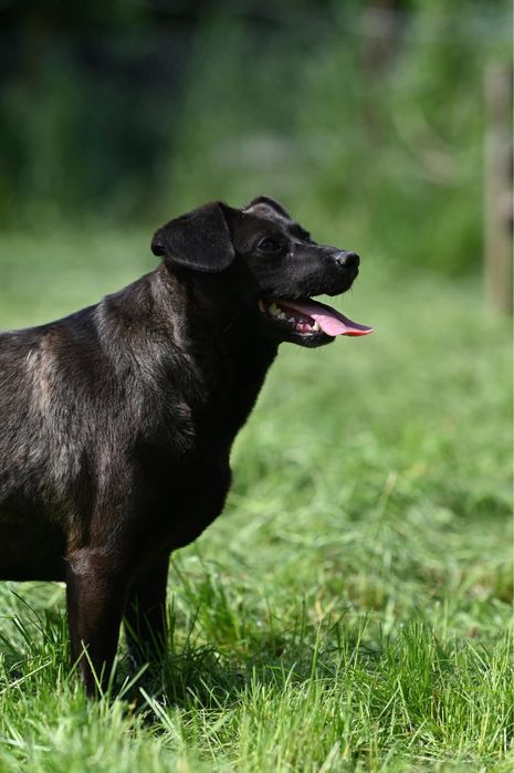 Suczka Kama szuka domu