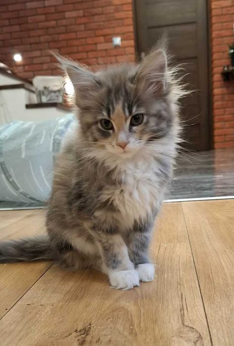 Maine Coon - dziewczynki (3 miesiące)