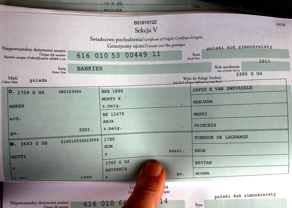 Klacz żrebna, księga główna, 5,5 roku