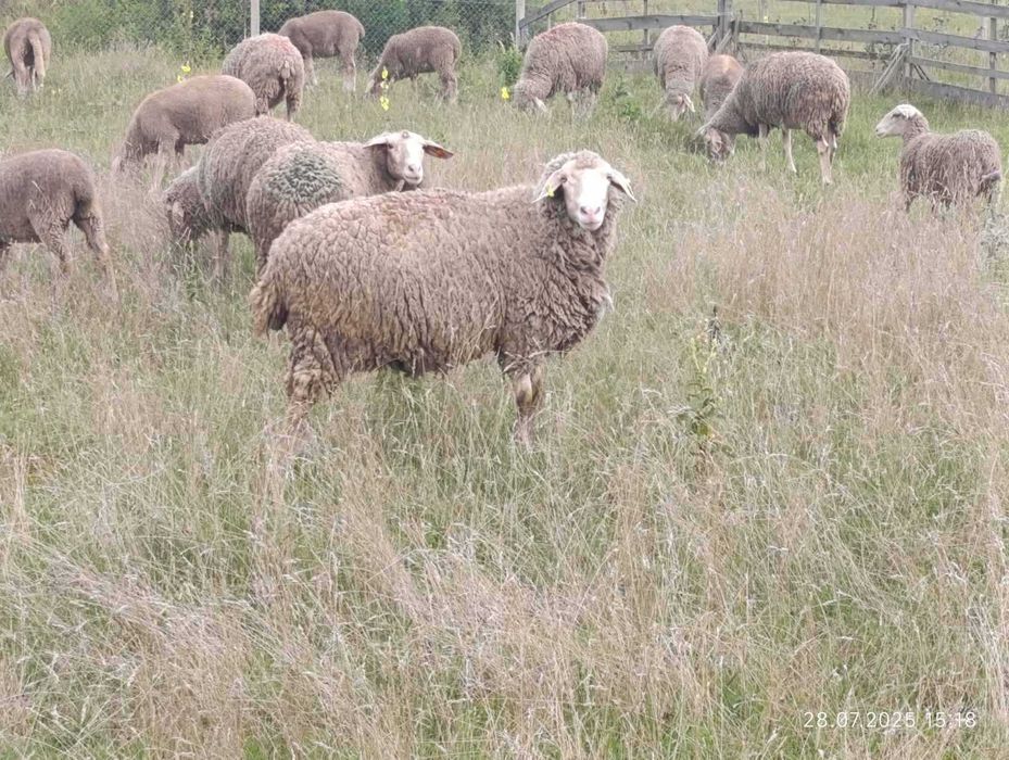 Мериноландшаф ЖИТОМИР Вівці Баран Вівцематки Овцы