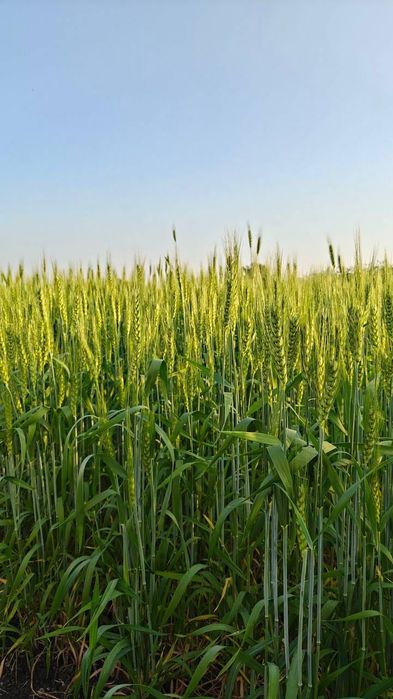 Ділянка в Полтавській області 3,73 га