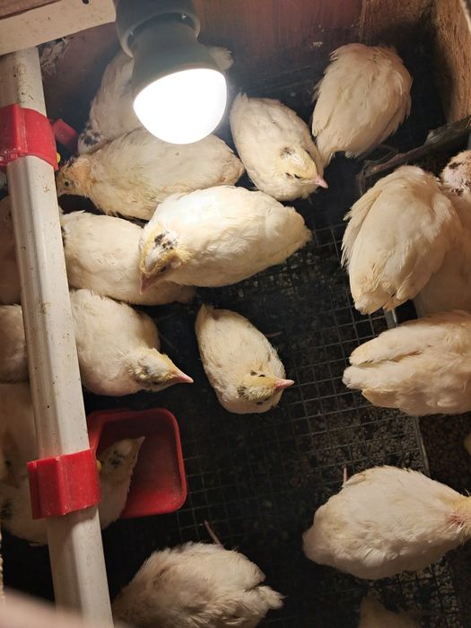 Продаються перепілки породи  Техаський Білий