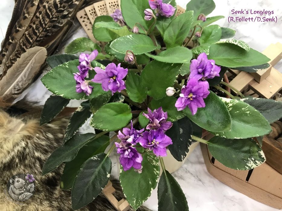 Сортові фіалки трейлери /  сортовые фиалки / фиалка