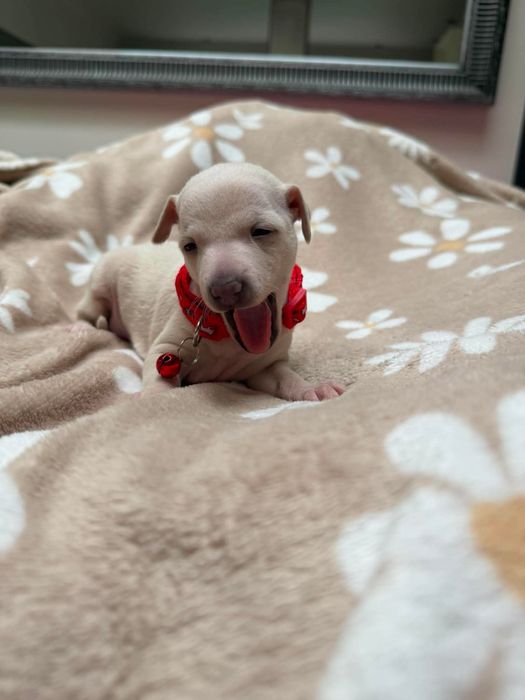 Charcik włoski chłopak