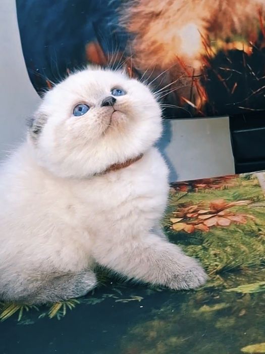 Шотландська висловуха