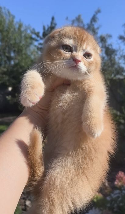 хлопчик висловухий