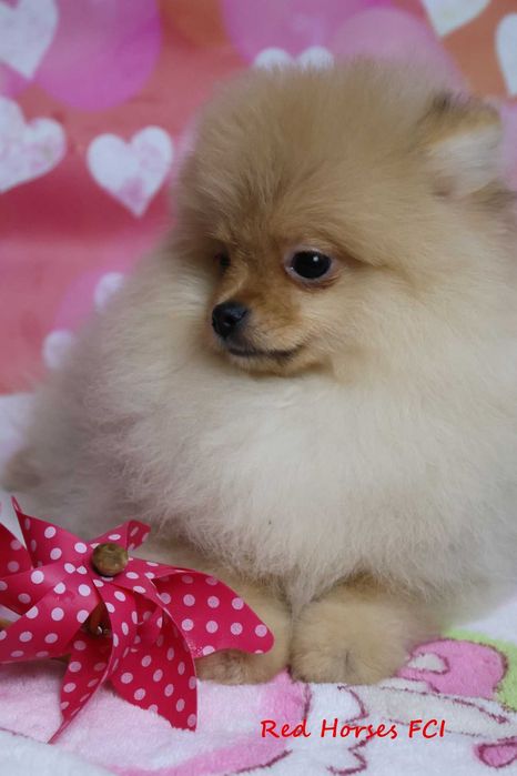 ***Szpic miniaturowy Pomeranian ***