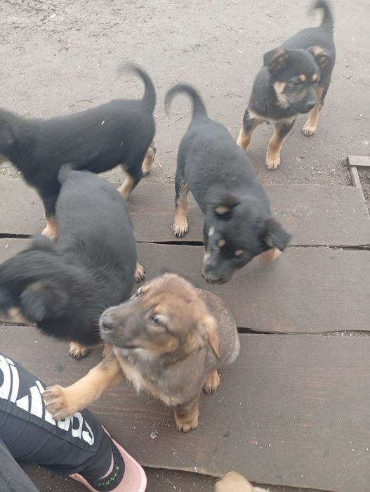 Віддамо цуценят в добрі руки