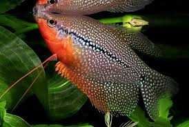 MISIEKZOO Labityntowe - Gurami Niebieskie / Gurami Czerwone