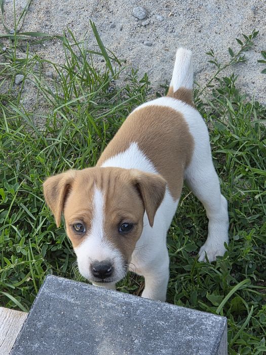 Jack russell terrier