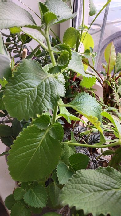 Пеларгония лимонная и комнатная мята или плектрантус