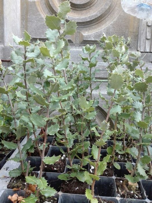 Azinheiras e sobreiros