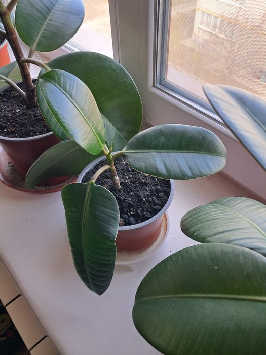 Фикус фікус каучуконосный