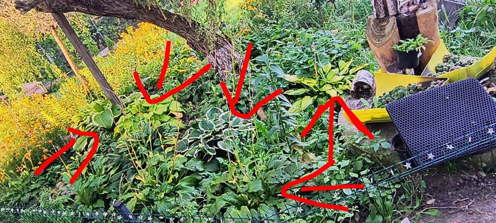 Hosta ogrodowa dla pani Anety