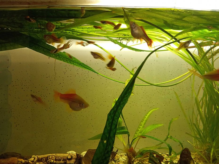 Sprzedam glonojady,mieczyki,gupiki,