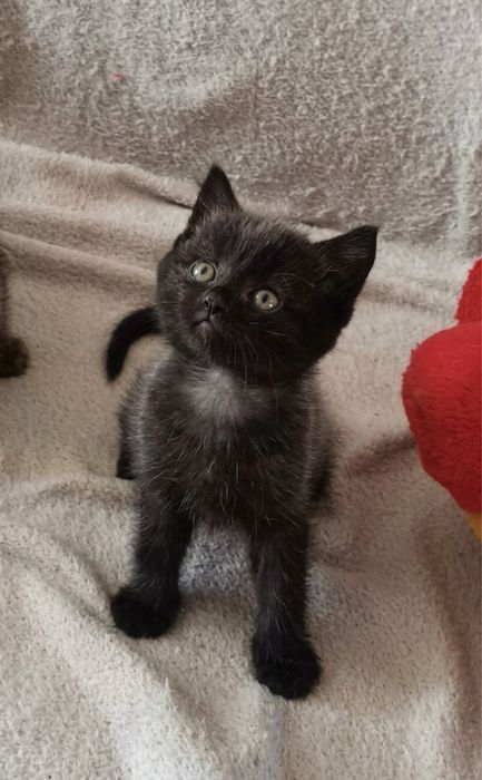 Котик та кішечки