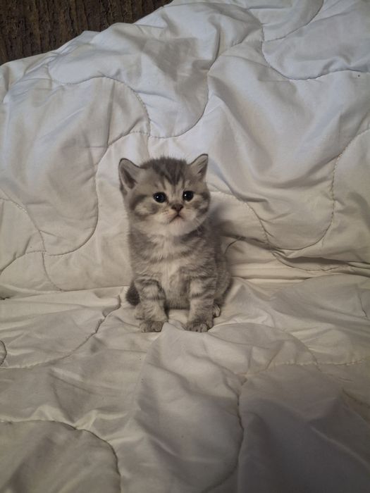 Чистокровні шотландські кошенята шотландские котята