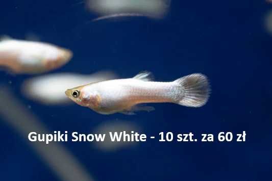 Gupiki "Orange Tail" - para  za 10 zł | Rybki do akwarium