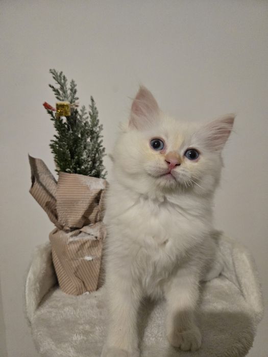 OSTATNI Kocurek Ragdoll FPL