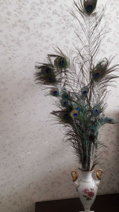 Павлины- красивое перо павлина.