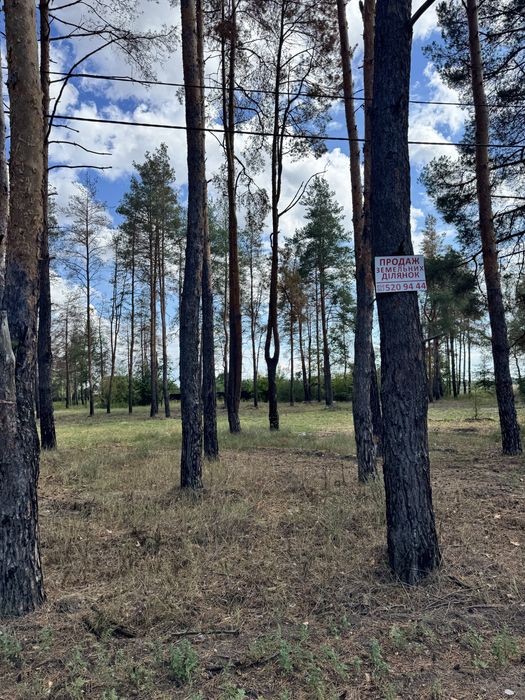 Продам участок 10 соток с соснами.