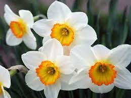 Весняні квіти нарциси