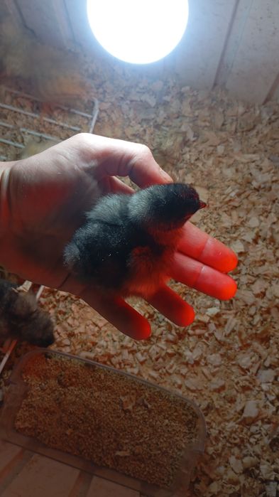 Ovos ferteis de patos e galinhas algumas raças