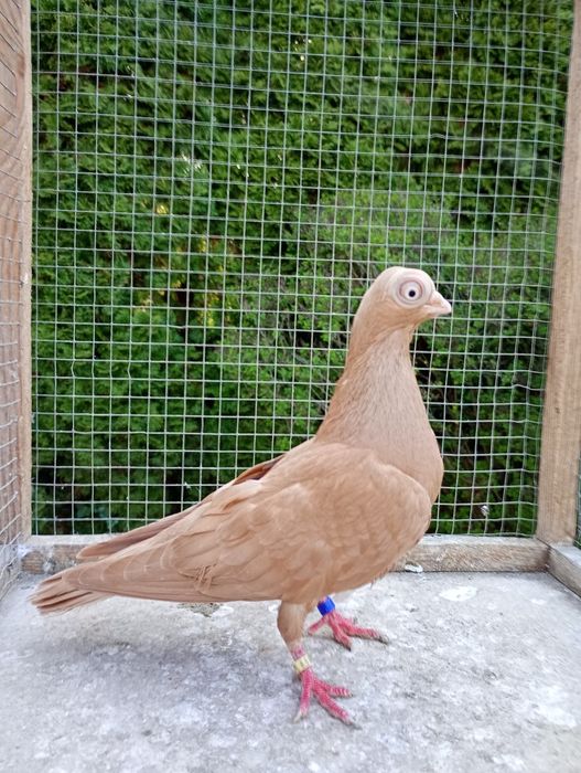 Maściuchy samice żółta i czarna