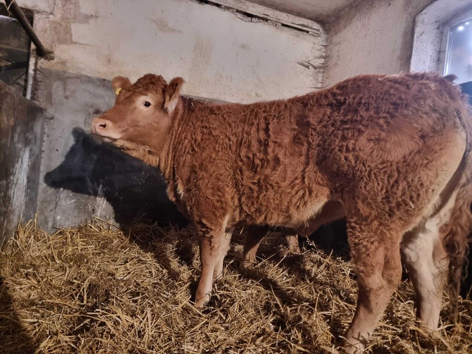 SPRZEDAM jałówki czystej rasy Limousine BEZROŻNE - po ojcu francuskim