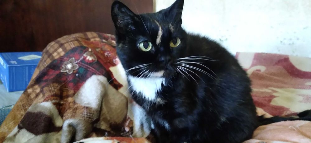 Кішка шукає родину