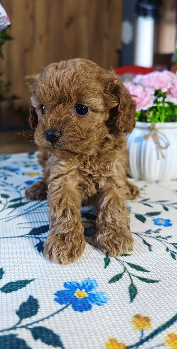 REZERWACJA**Cavapoo** cudowna dziewczynka !