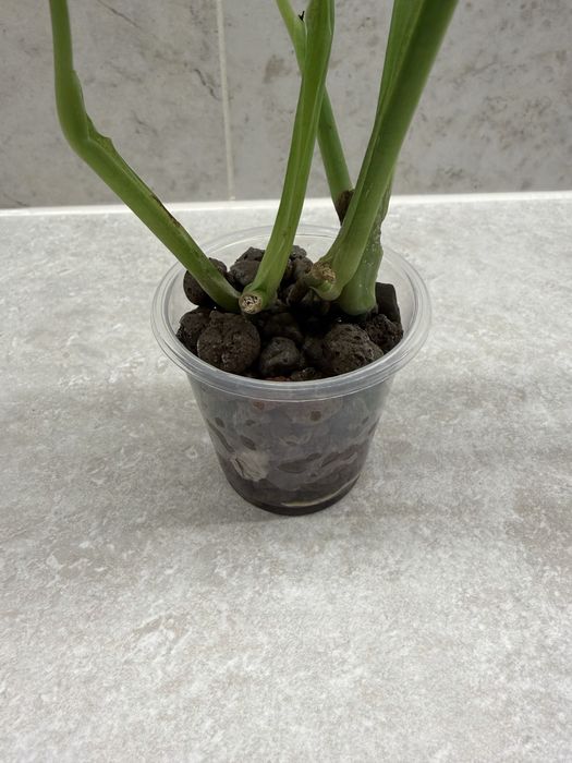 Monstera adansoni variegata