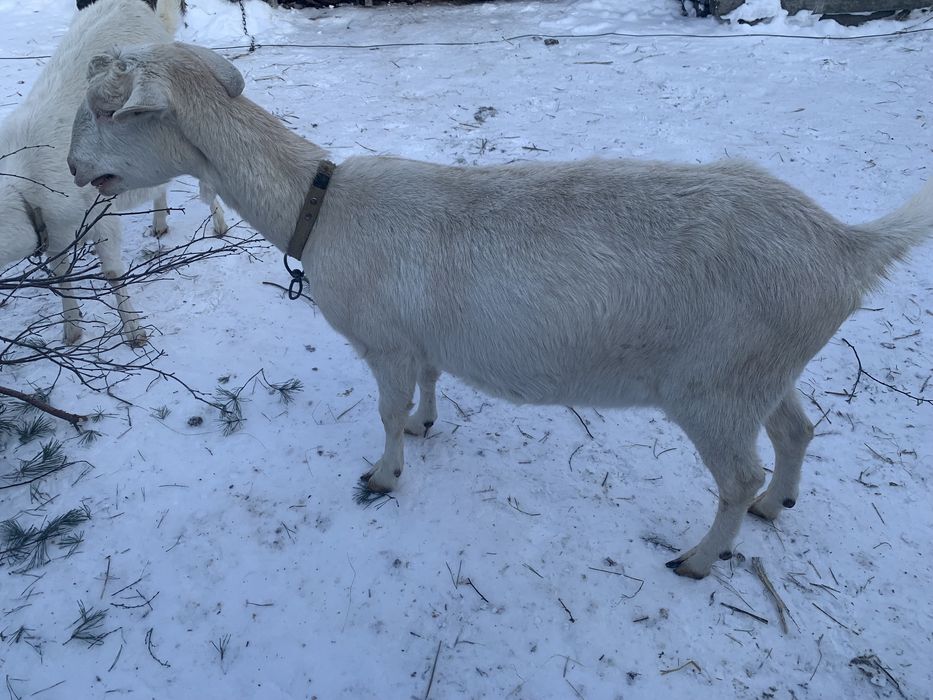 Продам кіз на держання
