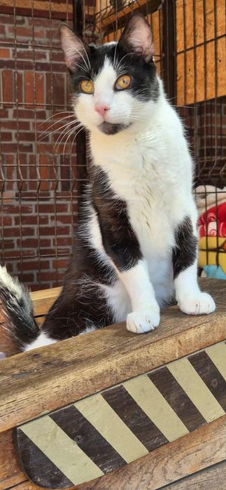 Kocur szuka kochającego domu