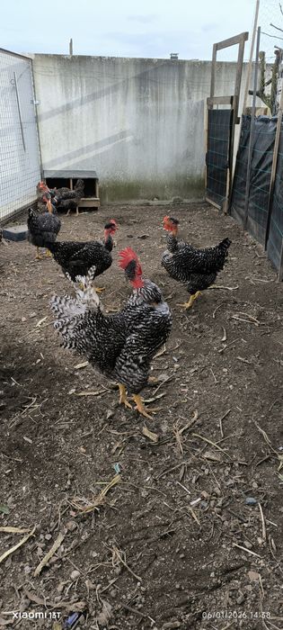 Ovos galados Branca portuguesa e Pedrez