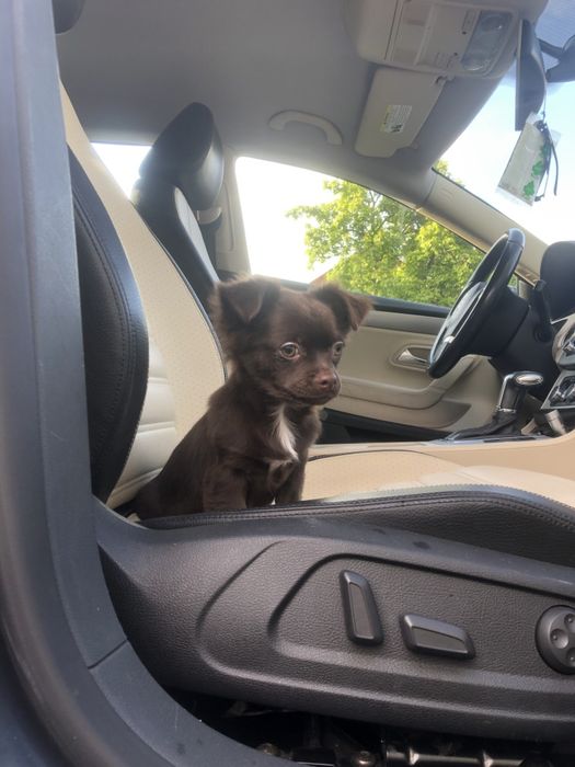 Чіхуа гарнесенький